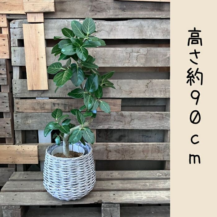 観葉植物現品販売