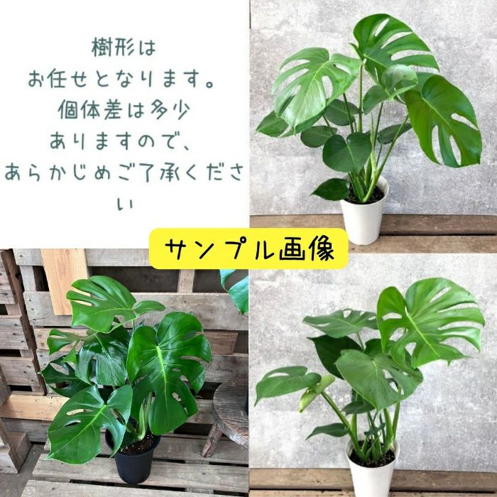 観葉植物現品販売