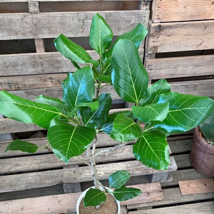 観葉植物現品販売