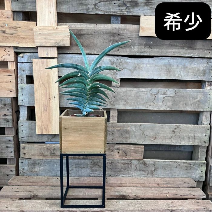 観葉植物 本物 【現品】☆希少☆ サンスベリア・パウエル おしゃれな