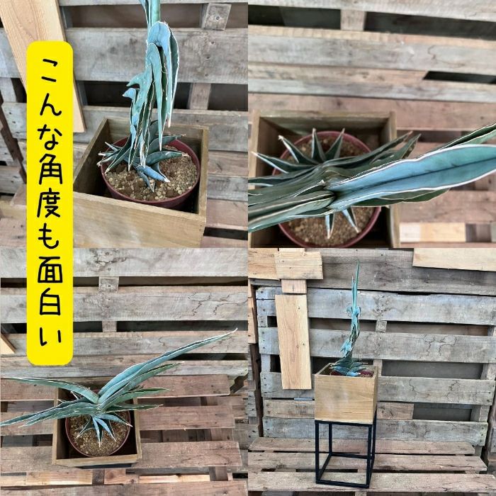 観葉植物現品販売