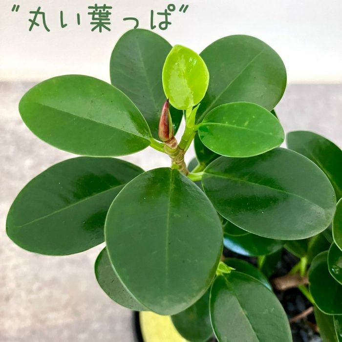 観葉植物現品販売