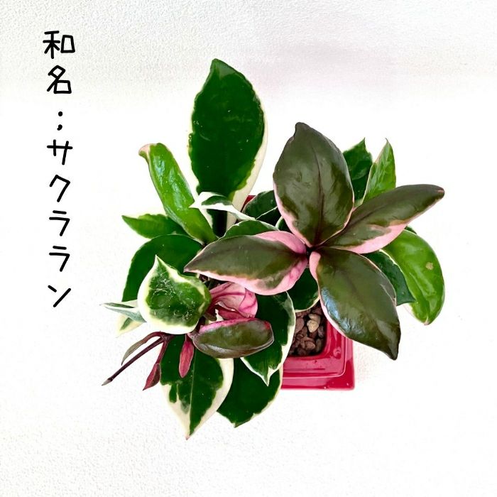 観葉植物現品販売