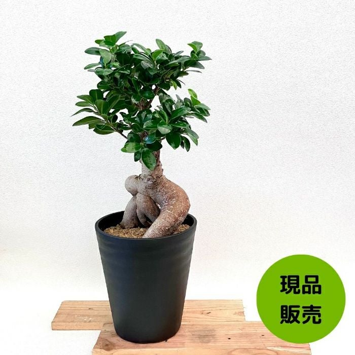 観葉植物現品販売