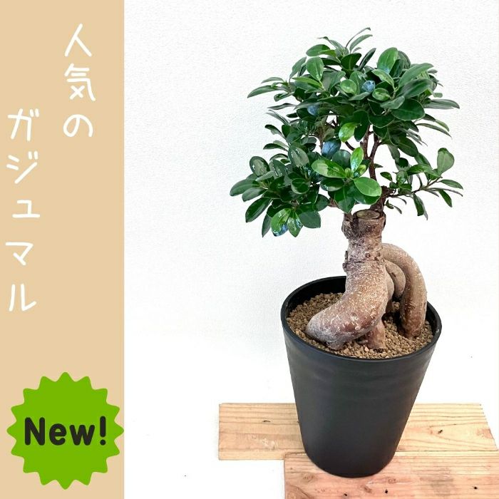 観葉植物現品販売