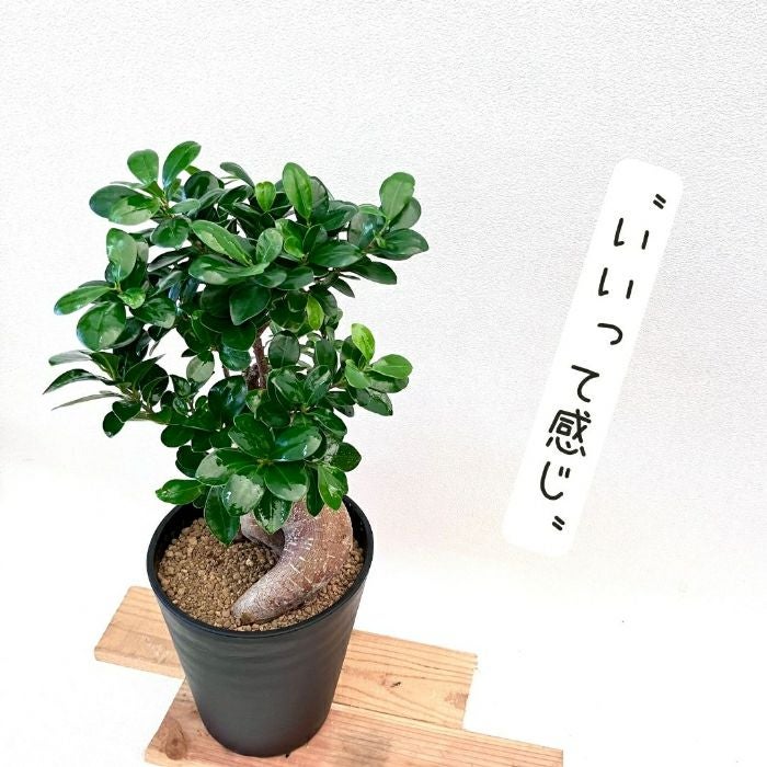 観葉植物現品販売