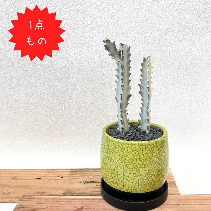 観葉植物現品販売