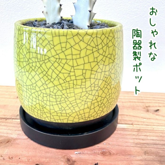観葉植物現品販売