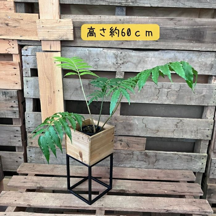 観葉植物現品販売