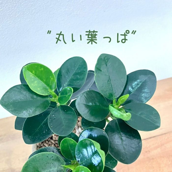 観葉植物現品販売