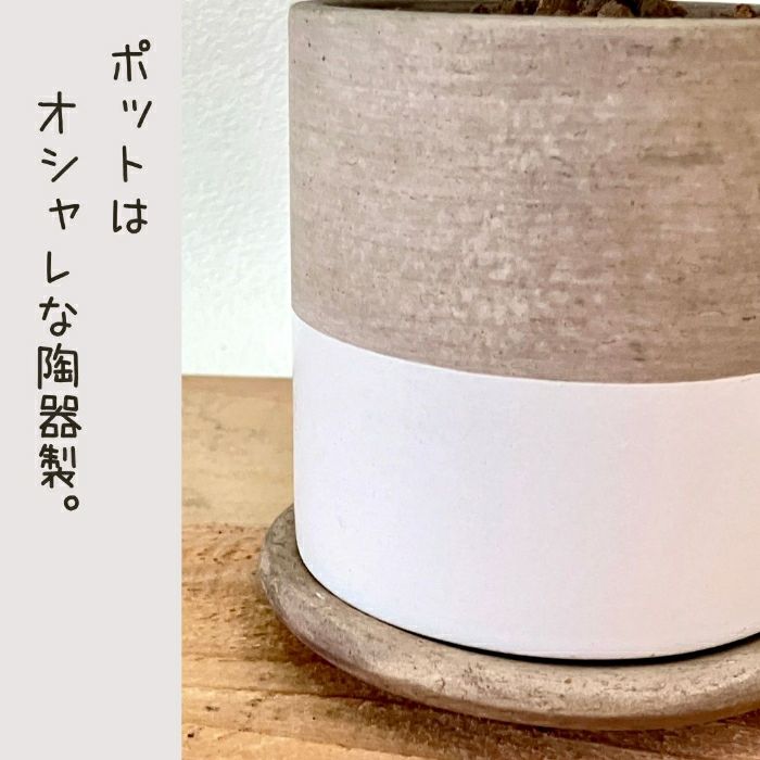 観葉植物現品販売