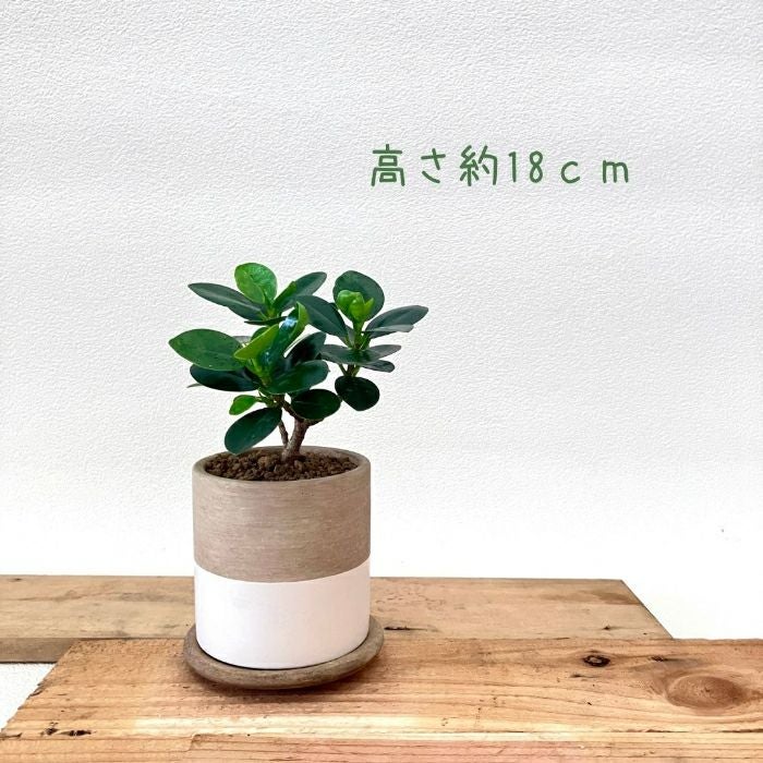 観葉植物現品販売