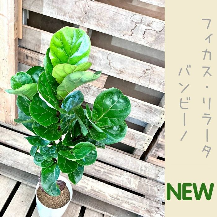 観葉植物現品販売