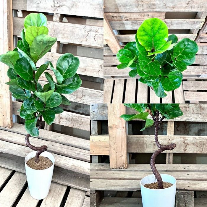 観葉植物現品販売