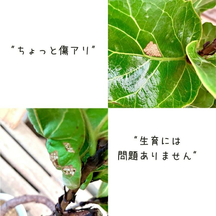 観葉植物現品販売