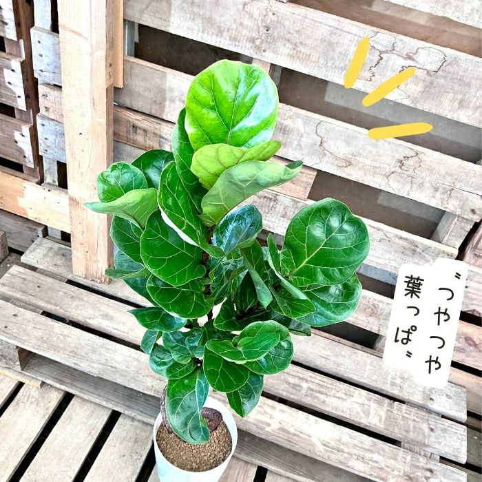 観葉植物現品販売