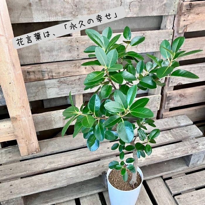 観葉植物現品販売