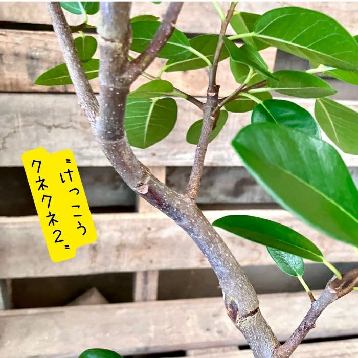 観葉植物現品販売