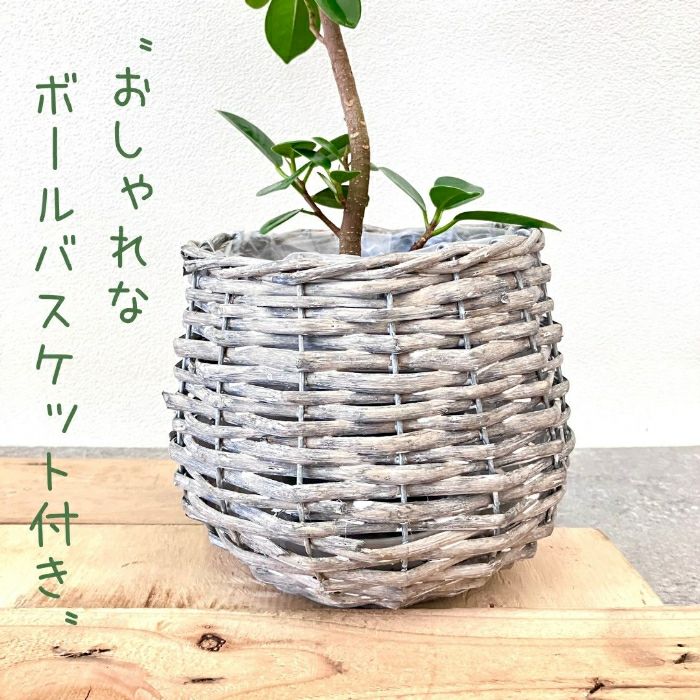 観葉植物現品販売