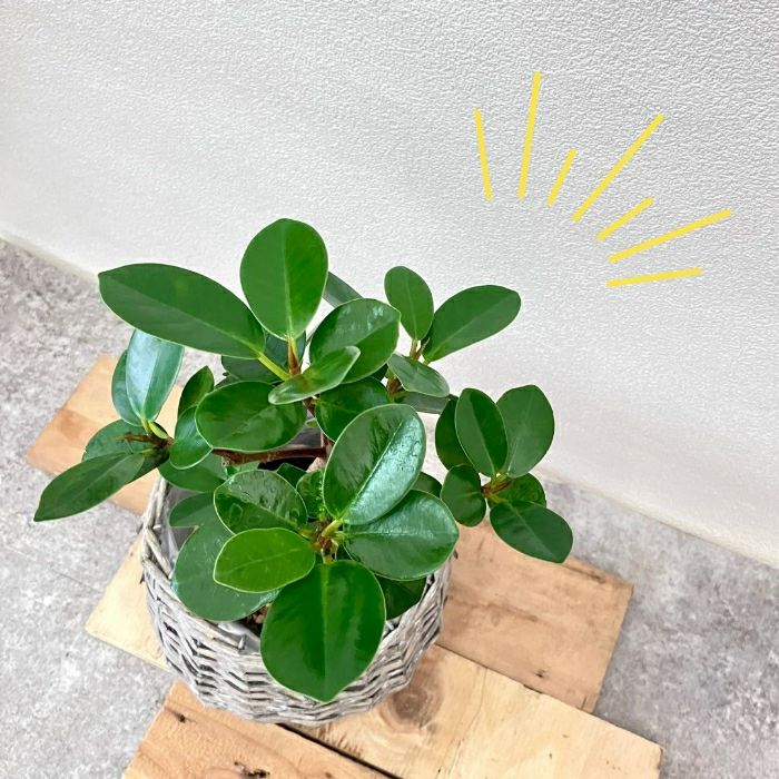 観葉植物現品販売