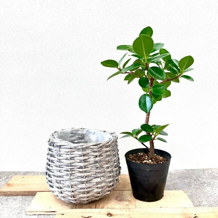 観葉植物現品販売