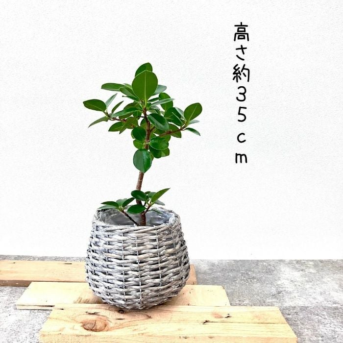 観葉植物現品販売