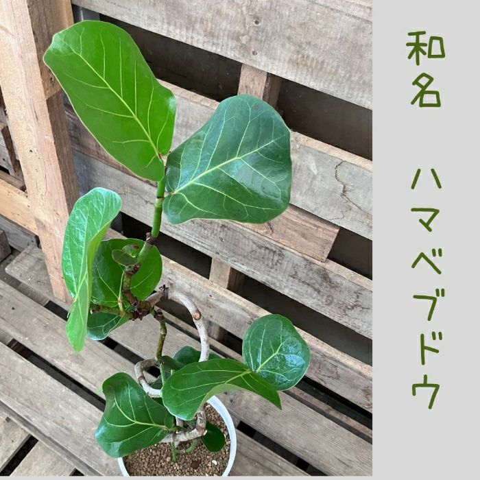 観葉植物現品販売