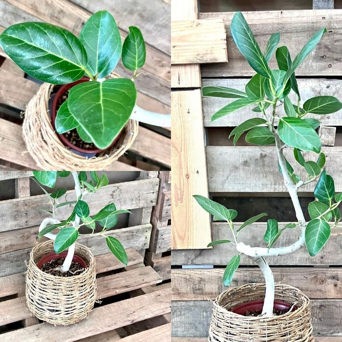 観葉植物現品販売