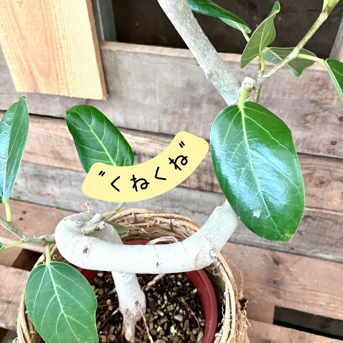 観葉植物現品販売