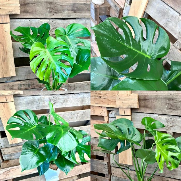 観葉植物現品販売