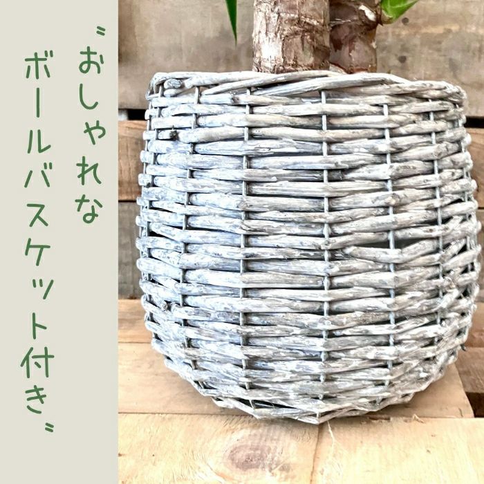 観葉植物現品販売