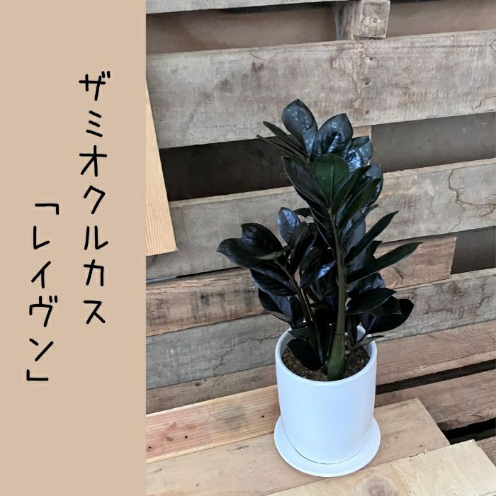 観葉植物現品販売