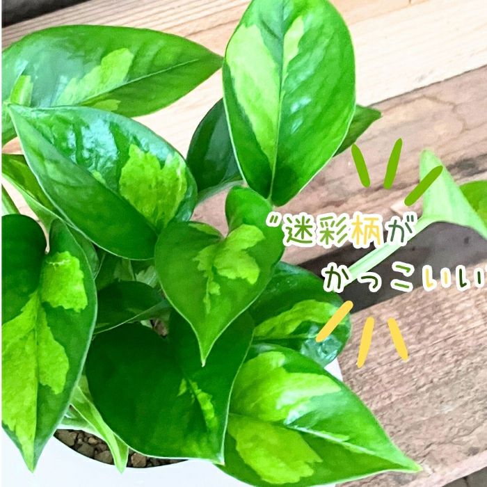 観葉植物現品販売