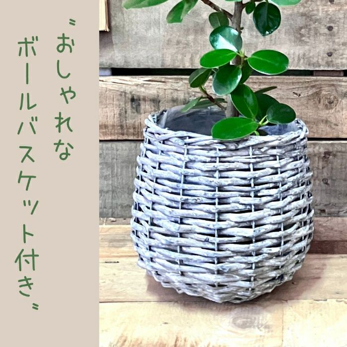 観葉植物現品販売