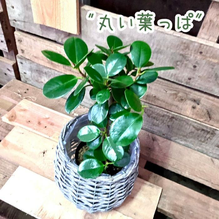 観葉植物現品販売