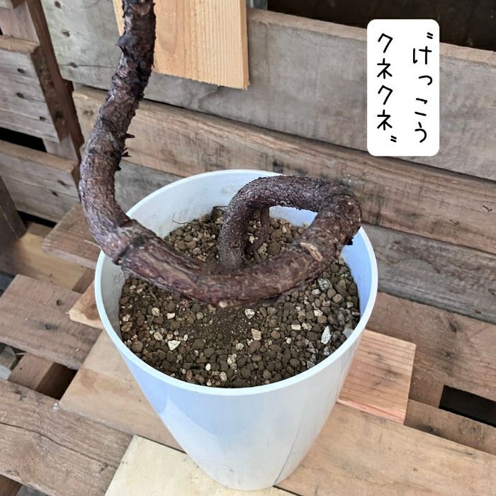 観葉植物現品販売