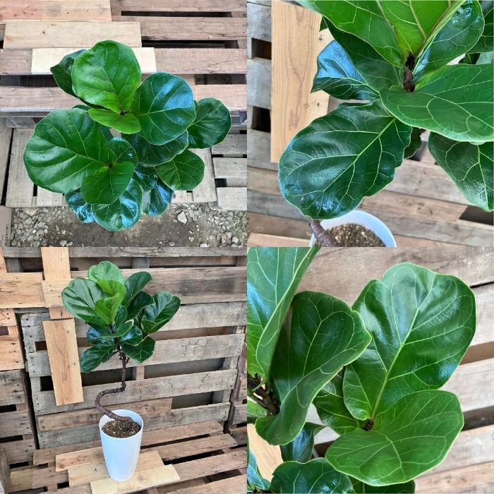 観葉植物現品販売