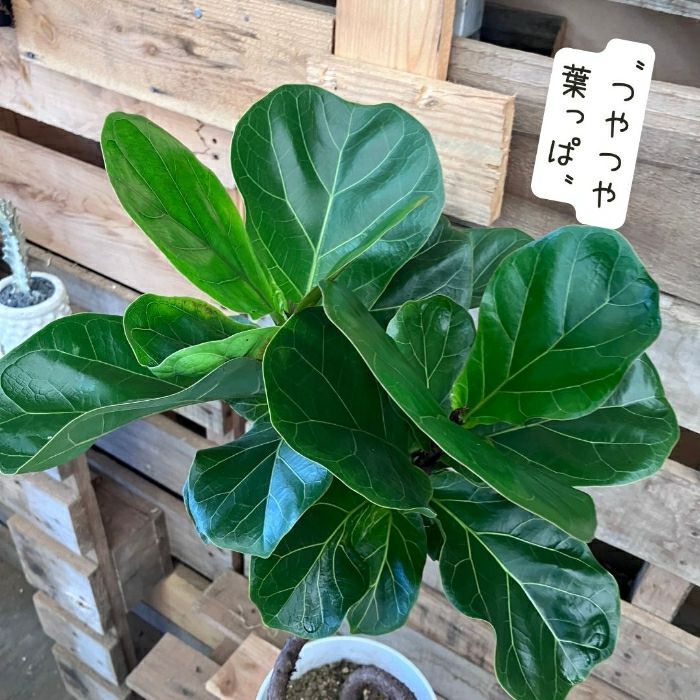 観葉植物現品販売