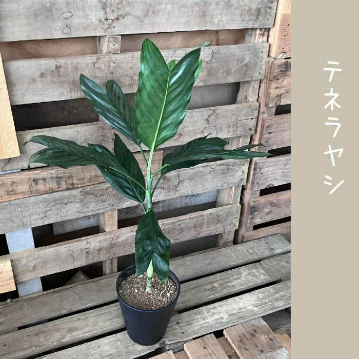 観葉植物現品販売