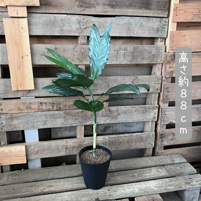 観葉植物現品販売