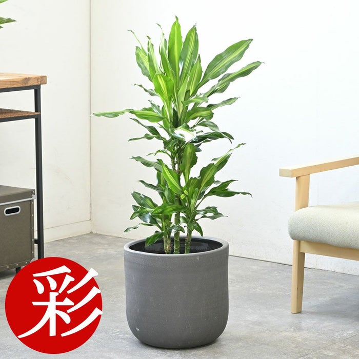 ドラセナ・ジェレ 7号鉢 選べる鉢カバー付 観葉植物