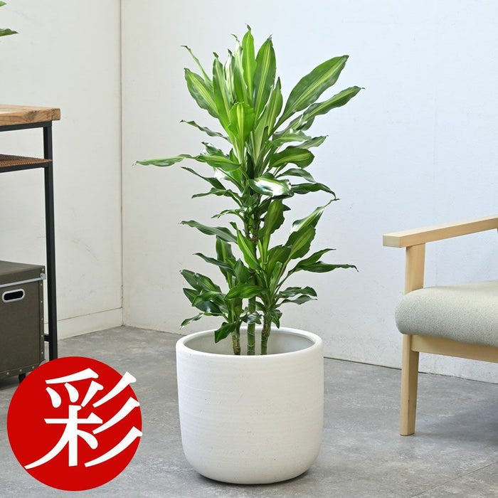 ドラセナ・ジェレ 7号鉢 選べる鉢カバー付 観葉植物