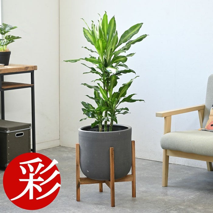 ドラセナ・ジェレ 7号鉢 選べる鉢カバー付 観葉植物