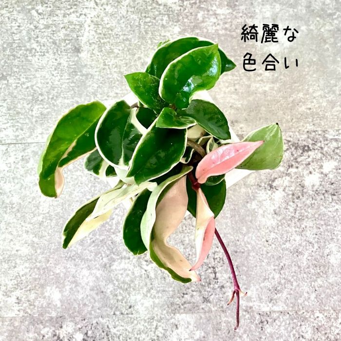 観葉植物現品販売