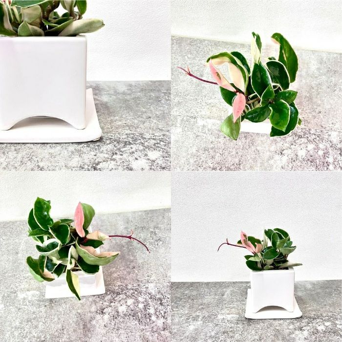 観葉植物現品販売