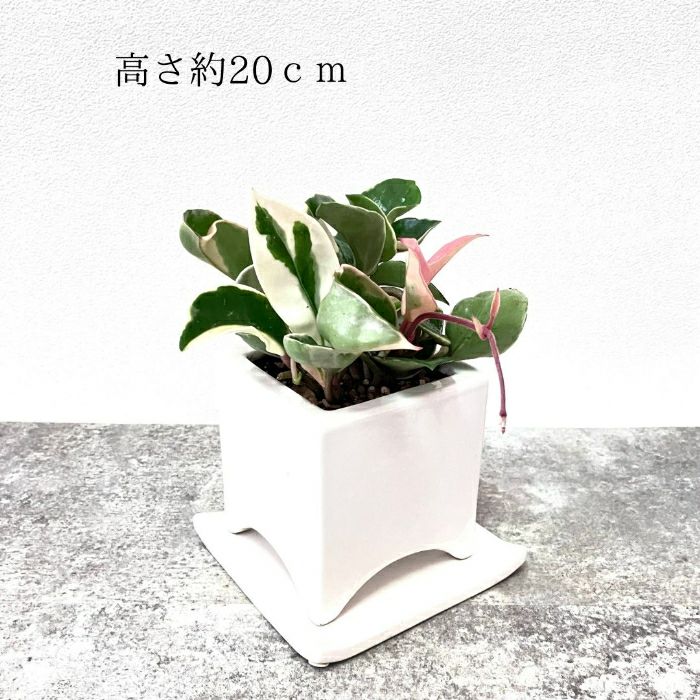 観葉植物現品販売