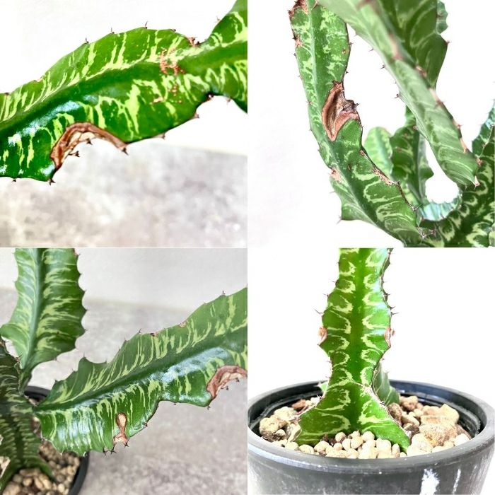 観葉植物現品販売