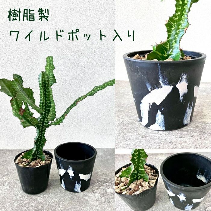 観葉植物現品販売