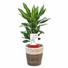 観葉植物 通販 ドラセナ・ジェレ 6号鉢 鉢カバー付