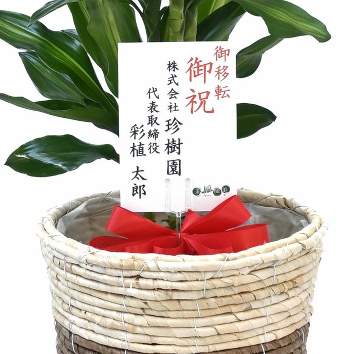 観葉植物 通販 ドラセナ・ジェレ 6号鉢 鉢カバー付